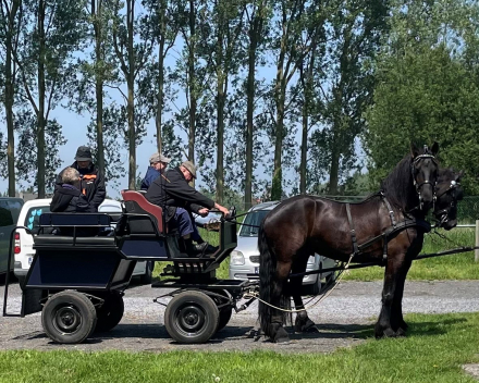 van joggster met buggy tot mama zwaan met zeven kleintjes