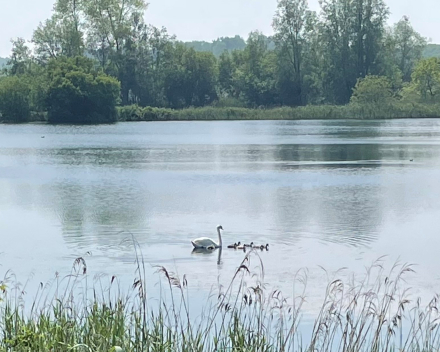 van joggster met buggy tot mama zwaan met zeven kleintjes