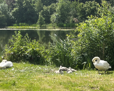 Hoe je van een kleine nood een grote deugd maakt